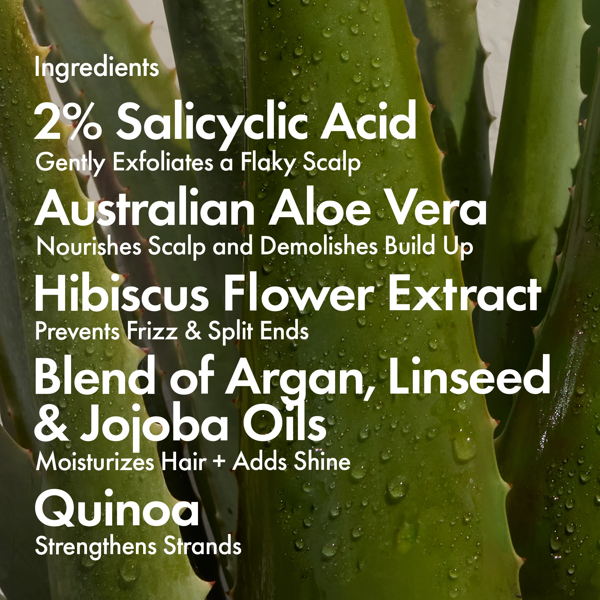 DANDRUFF SHAMPOO & CONDITIONER - Image 5